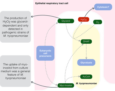 Hydrogen peroxide production and myo-inositol metabolism as important traits for virulence of Mycoplasma hyopneumoniae