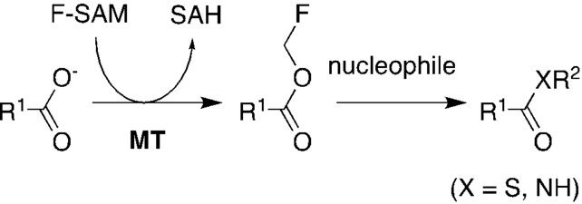 Enzymatic Fluoromethylation as a Tool for ATP-Independent Ligation