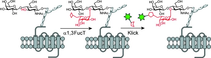 Tracking N-Acetyllactosamine on Cell-Surface Glycans In Vivo