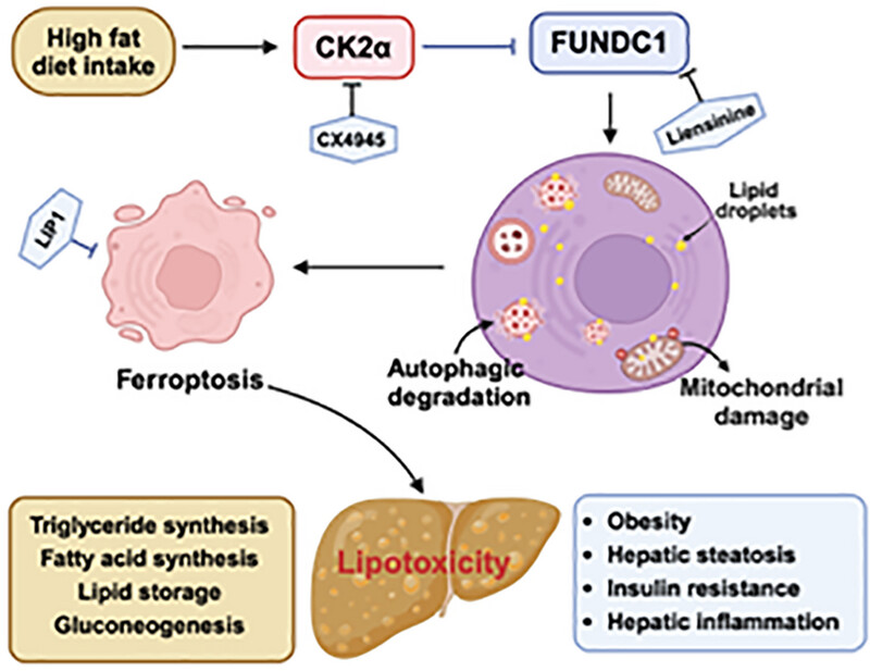 Casein Kinase 2α Ablation Confers Protection Against Metabolic Dysfunction-Associated Steatotic Liver Disease: Role of FUN14 Domain Containing 1-Dependent Regulation of Mitophagy and Ferroptosis