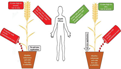 Arsenic and zinc concentrations in wheat grains under soil zinc application and arsenic-contaminated irrigation