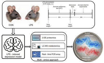 Multi-Omics Analysis Reveals Disturbances of Purine Metabolism and Glutamate Metabolism in the Hippocampus of Lipopolysaccharide-Induced Mouse Model of Depression