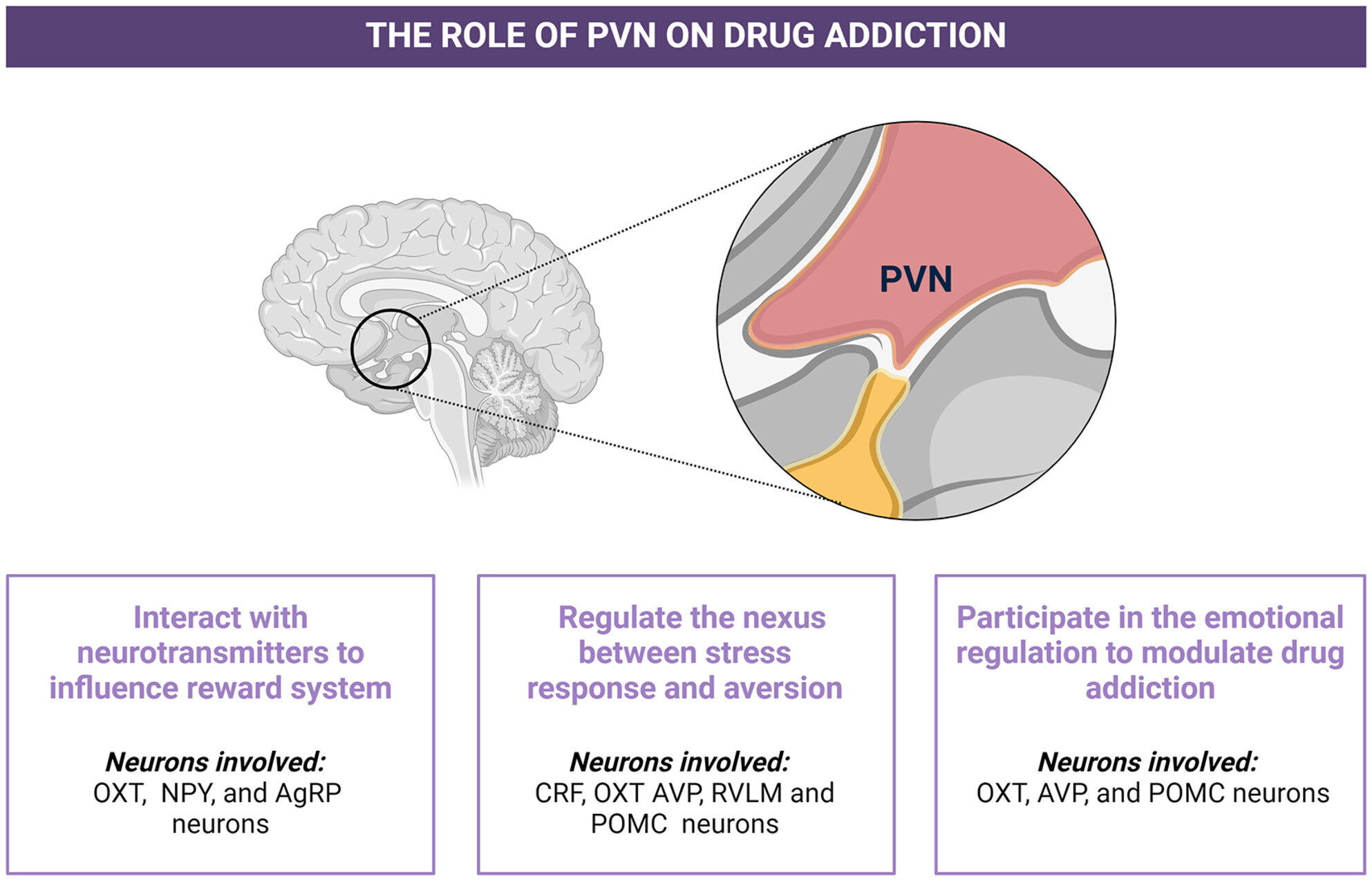 Modulating reward and aversion: Insights into addiction from the paraventricular nucleus