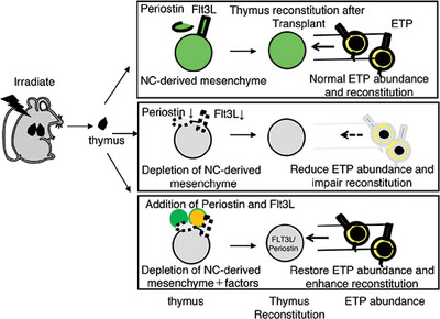 Neural Crest-Derived Mesenchymal Cells Support Thymic Reconstitution After Lethal Irradiation