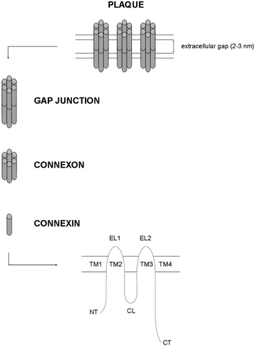 Details are in the caption following the image Details are in the caption following the image