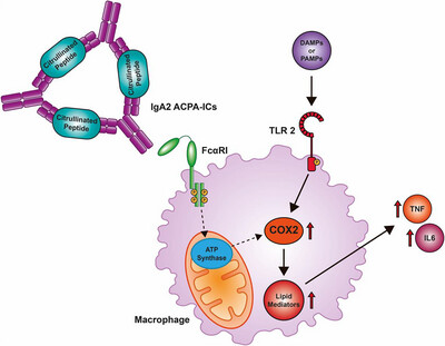 IgA2 ACPA Drives a Hyper-Inflammatory Phenotype in Macrophages via ATP Synthase and COX2