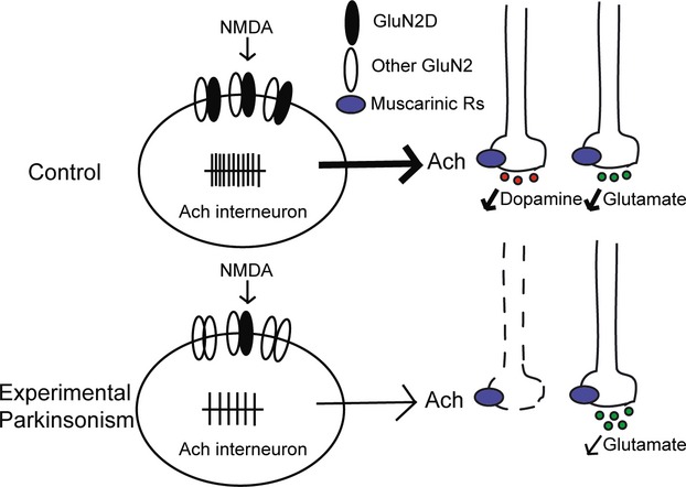 GluN2D-containing NMDA receptors inhibit neurotransmission in the mouse striatum through a cholinergic mechanism: implication for Parkinson's disease