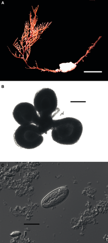 Details are in the caption following the image Details are in the caption following the image