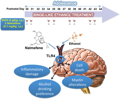 Nalmefene Prevents Alcohol-Induced Neuroinflammation and Alcohol Drinking Preference in Adolescent Female Mice: Role of TLR4