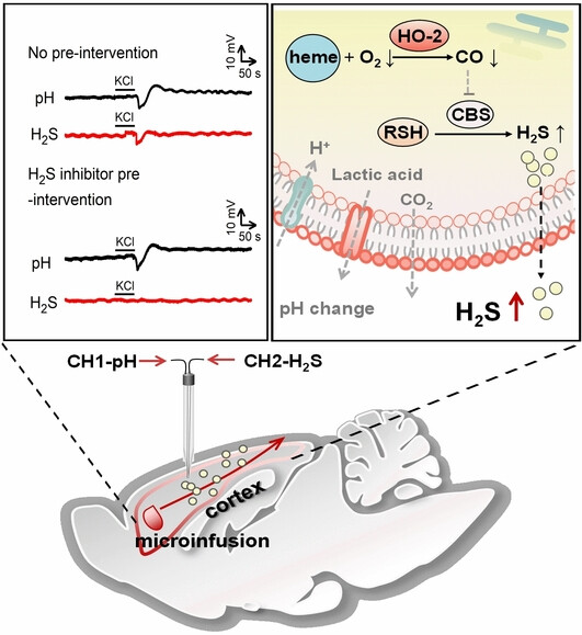 A Potentiometric Dual-Channel Microsensor Reveals that Fluctuation of H2S is Less pH-Dependent During Spreading Depolarization in the Rat Brain