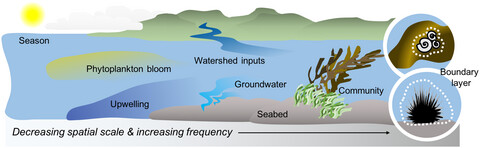Ocean acidification refugia in variable environments