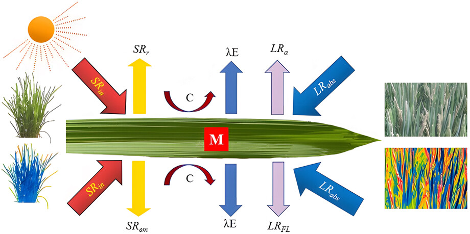 Current status and prospects of rice canopy temperature research