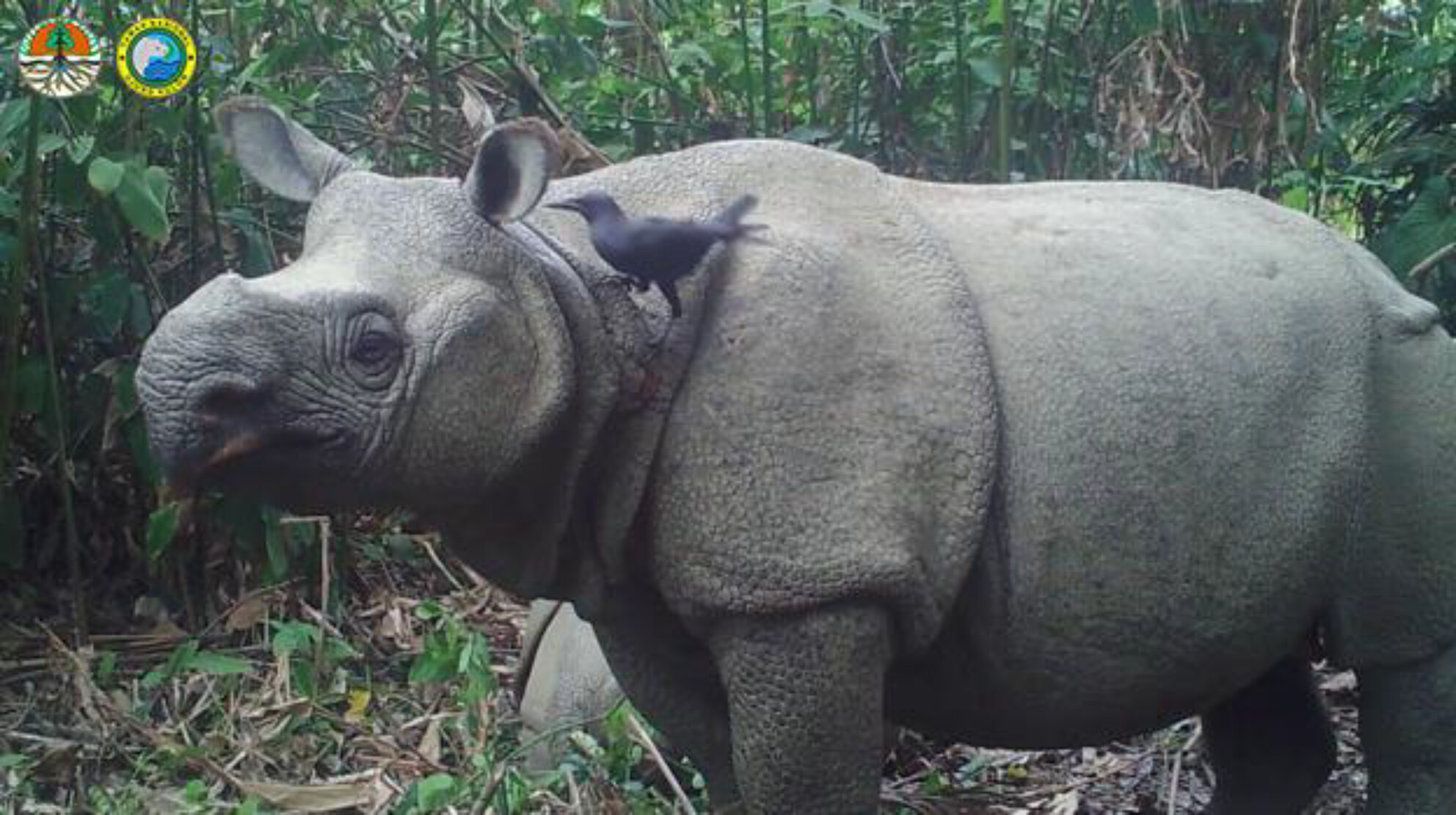 Symbiosis between the Javan rhinoceros and slender-billed crow: A novel inferred cleaning mutualism