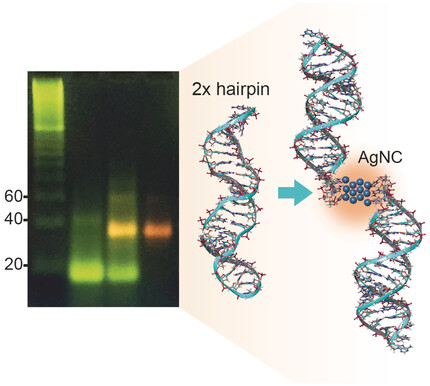 Formation and Structure of Fluorescent Silver Nanoclusters at Interfacial Binding Sites Facilitating Oligomerization of DNA Hairpins