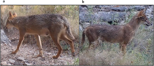 Details are in the caption following the image Details are in the caption following the image