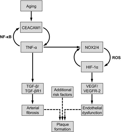 Aging-related carcinoembryonic antigen-related cell adhesion molecule 1 signaling promotes vascular dysfunction