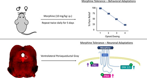 Morphine-induced kinase activation and localization in the periaqueductal gray of male and female mice
