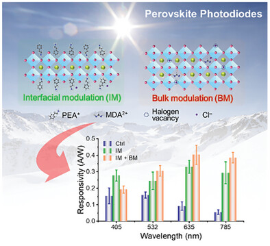 High Performance Perovskite Photodiodes via Molecule-Assisted Interfacial and Bulk Modulations