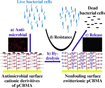 A Switchable Biocompatible Polymer Surface with Self-Sterilizing and Nonfouling Capabilities