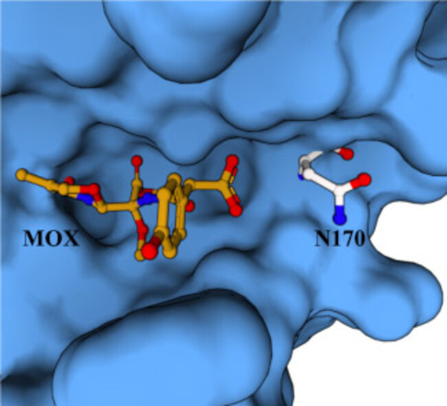 The Structural Role of N170 in Substrate-Assisted Deacylation in KPC-2 β-Lactamase