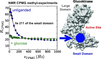 Kinetic Cooperativity in Human Pancreatic Glucokinase Originates from Millisecond Dynamics of the Small Domain