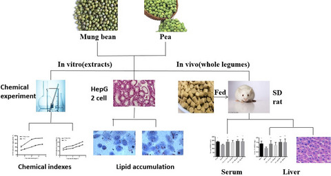 Protective effects of mung bean (Vigna radiata L.) and pea (Pisum sativum L.) against high-fat-induced oxidative stress
