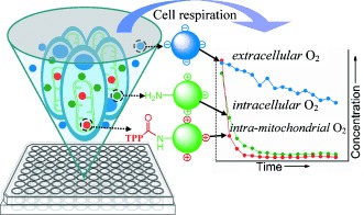 Targetable Phosphorescent Oxygen Nanosensors for the Assessment of Tumor Mitochondrial Dysfunction By Monitoring the Respiratory Activity