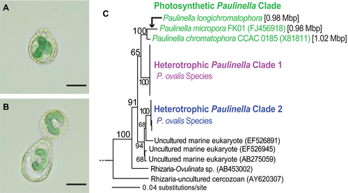 Details are in the caption following the image Details are in the caption following the image