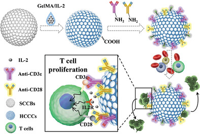 Antigen-Presenting Hybrid Colloidal Crystal Clusters for Promoting T cells Expansion