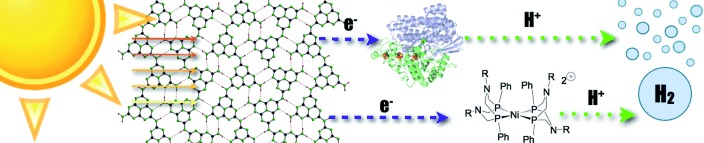 Photocatalytic Hydrogen Production using Polymeric Carbon Nitride with a Hydrogenase and a Bioinspired Synthetic Ni Catalyst