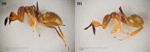 Hiding in plain sight: Cryptic enemies are found on cochineal (Hemiptera: Dactylopiidae), a scale insect of economic and cultural significance