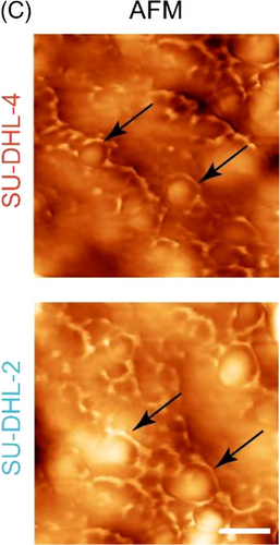 Details are in the caption following the image