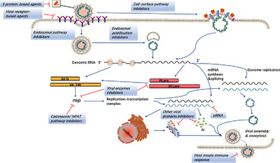 Coronavirus in human diseases: Mechanisms and advances in clinical treatment