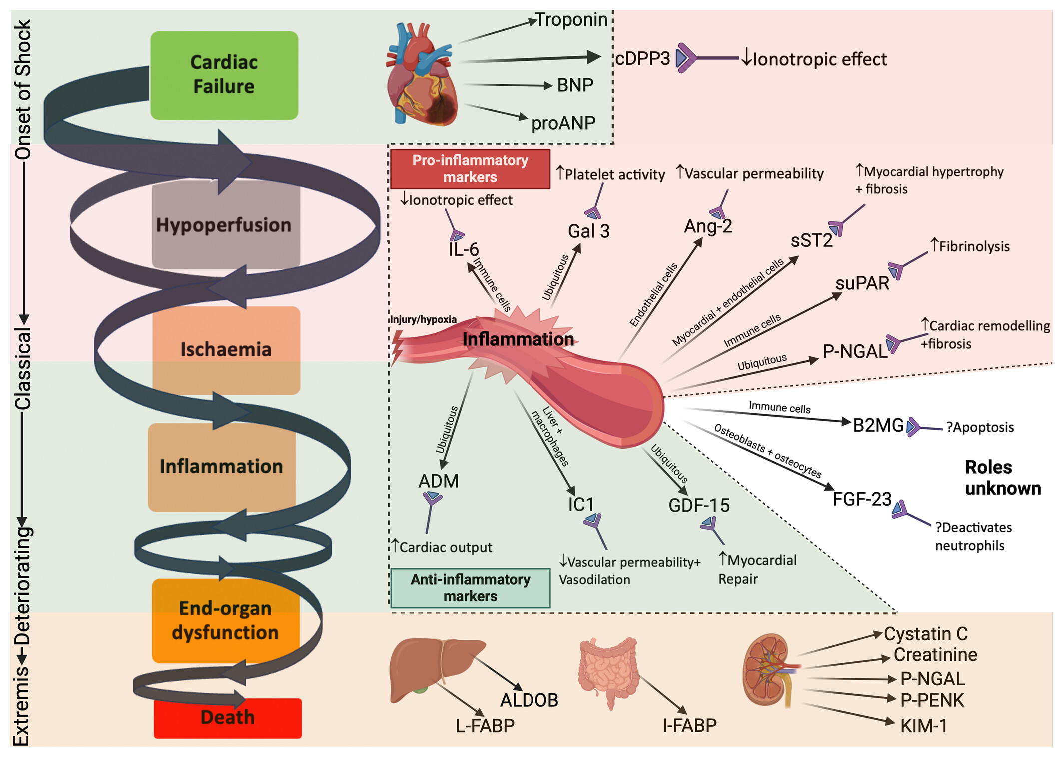 Current and novel biomarkers in cardiogenic shock
