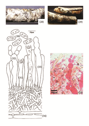 Details are in the caption following the image Details are in the caption following the image