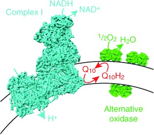 A Self-Assembled Respiratory Chain that Catalyzes NADH Oxidation by Ubiquinone-10 Cycling between Complex I and the Alternative Oxidase