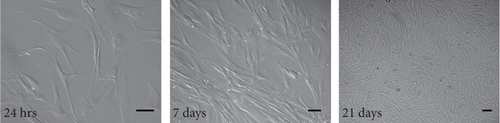 Details are in the caption following the image