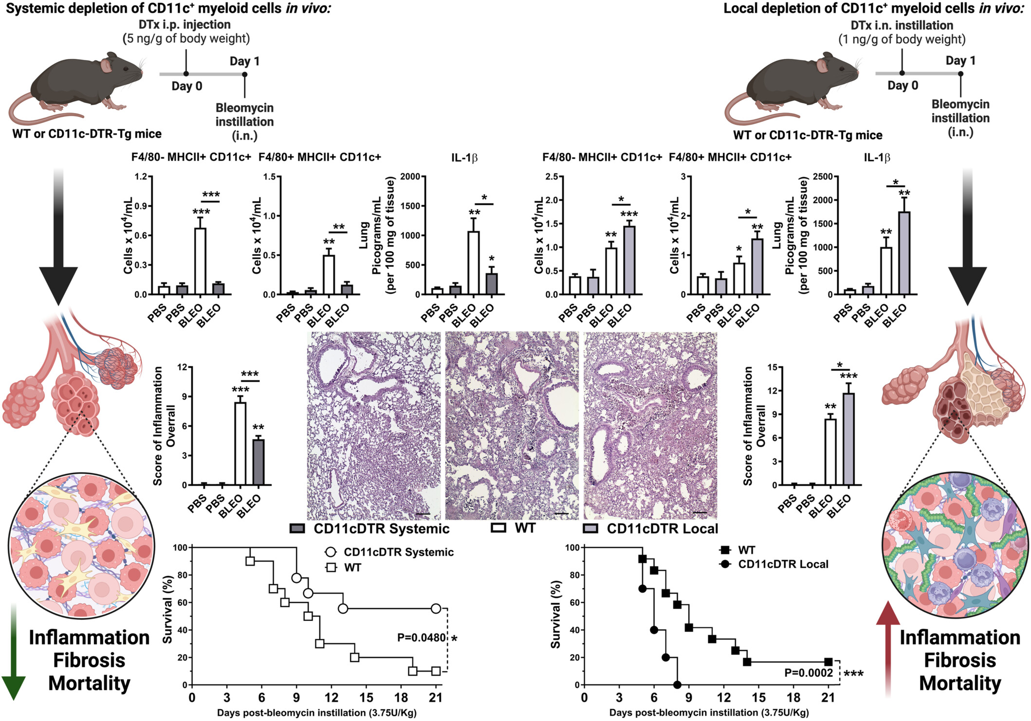 Opposite effects of systemic and local conditional CD11c+ myeloid cell depletion during bleomycin-induced inflammation and fibrosis in mice