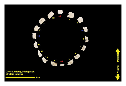 Details are in the caption following the image