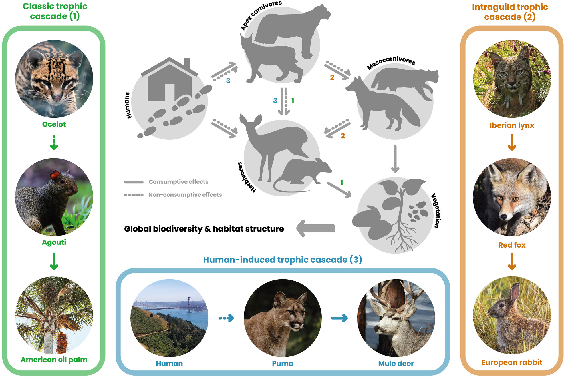 Wild felids in trophic cascades: a global review
