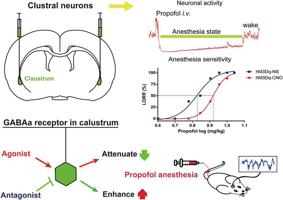 Claustrum modulates behavioral sensitivity and EEG activity of propofol anesthesia