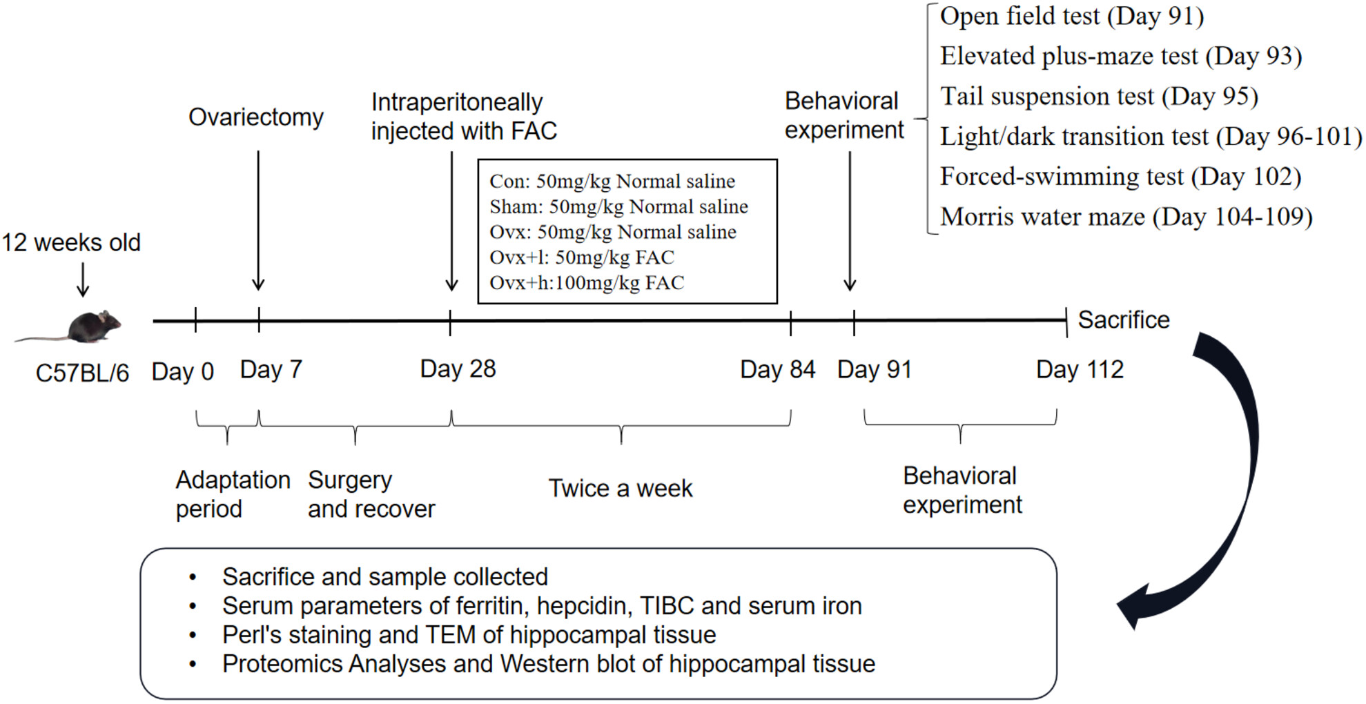 Effect of ferric citrate on hippocampal iron accumulation and widespread molecular alterations associated with cognitive disorder in an ovariectomized mice model