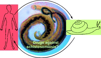 Schistosomiasis Chemotherapy