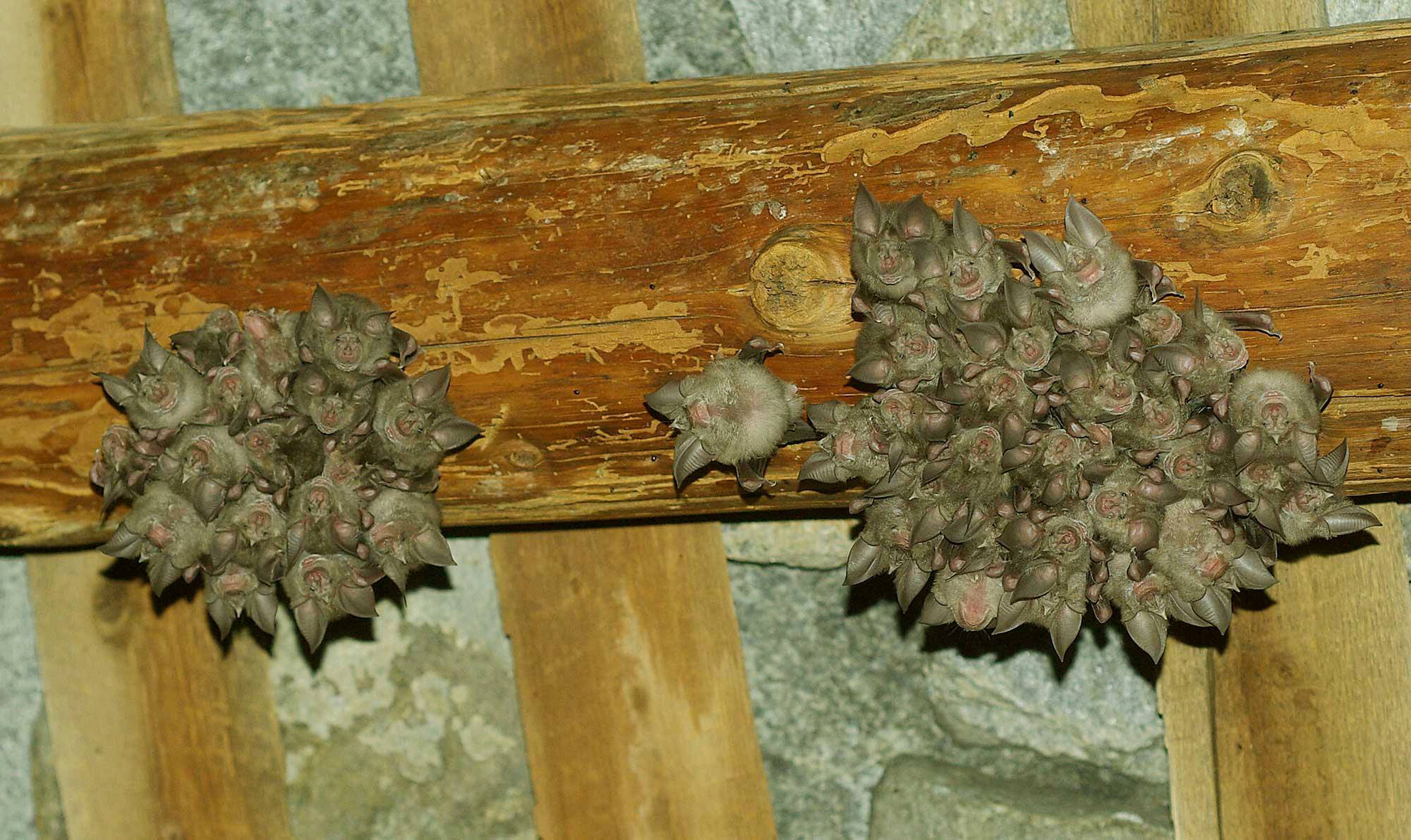 Long-term monitoring of a population of greater horseshoe bat emphasises the importance of a pest beetle prey on demographic trends