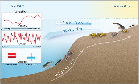 Estuary–ocean connectivity: fast physics, slow biology