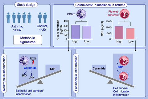 Ceramide/sphingosine-1-phosphate imbalance is associated with distinct inflammatory phenotypes of uncontrolled asthma
