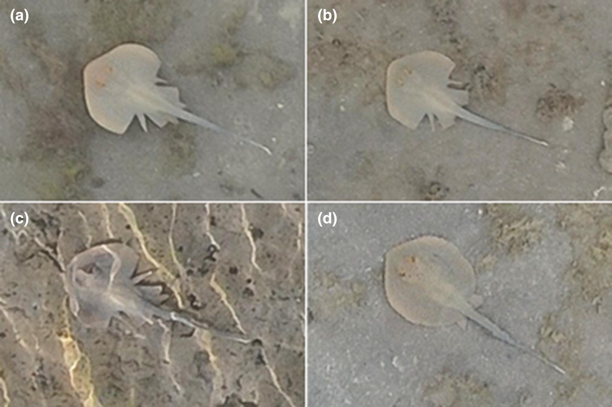 RETRACTED: Aerial imagery reveals abnormal stingrays, Taeniura lymma (Myliobatiformes: Dasyatidae), in the central Red Sea