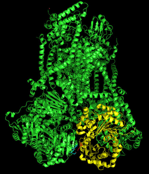 Mitochondrial Complex III Deficiency Caused by a Homozygous UQCRC2 Mutation Presenting with Neonatal-Onset Recurrent Metabolic Decompensation