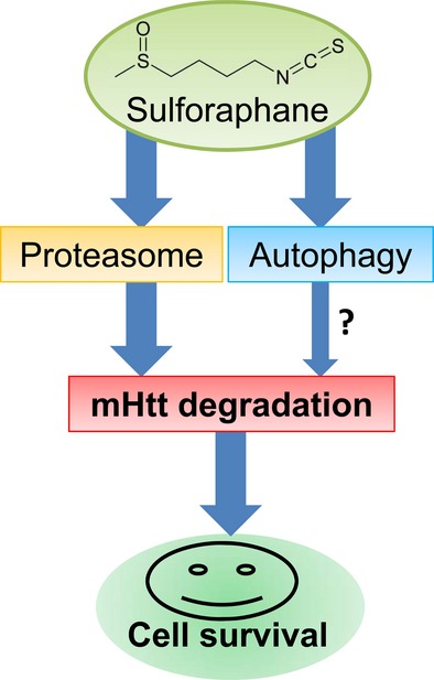 Sulforaphane enhances proteasomal and autophagic activities in mice and is a potential therapeutic reagent for Huntington's disease