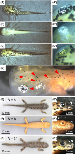 Details are in the caption following the image Details are in the caption following the image